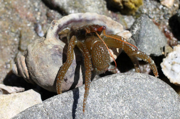 Grainyhand Hermit Crab