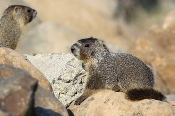 Yellow-Bellied Marmot - Marmota flaviventris