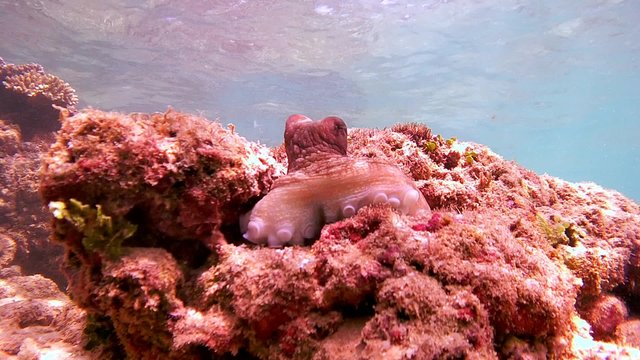 octopus sitting on the stone changes color and is hiding in a hole, Indian Ocean, Hikkaduwa, Sri Lanka, South Asia
