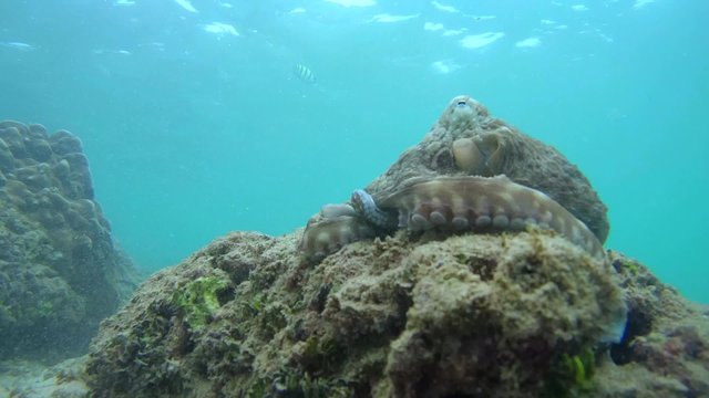 octopus sits on a rock and hide in a hole, Indian Ocean, Hikkaduwa, Sri Lanka, South Asia