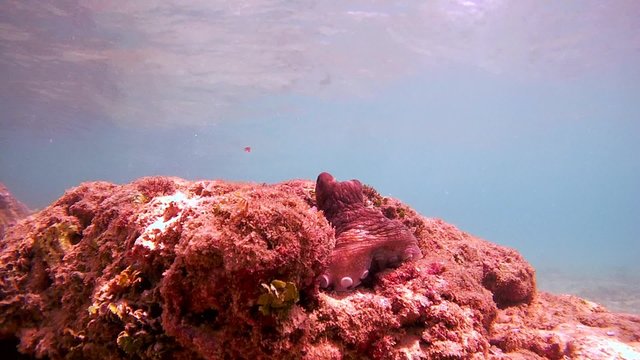 frightened octopus hiding in a hole (bottom view), Indian Ocean, Hikkaduwa, Sri Lanka, South Asia
