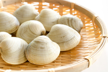 ホンビノスガイ