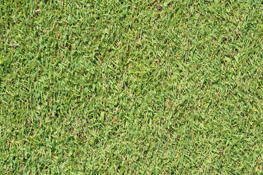 Close-up the fresh green grass of the beautiful golf course, use