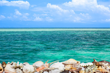 Obraz na płótnie Canvas Tropical shells and blue reef