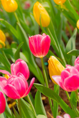 Tulip. Beautiful bouquet of tulips. colorful tulips.