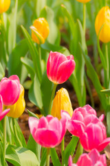 Tulip. Beautiful bouquet of tulips. colorful tulips.