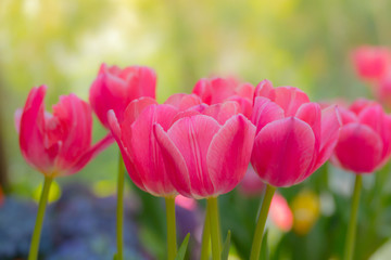 Tulip. Beautiful bouquet of tulips. colorful tulips.