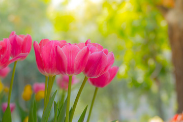 Fototapeta premium Tulip. Beautiful bouquet of tulips. colorful tulips.