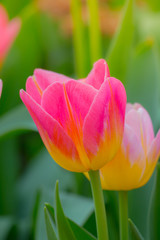 Tulip. Beautiful bouquet of tulips. colorful tulips.