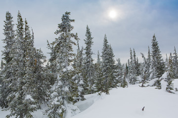 Beautiful winter landscape.