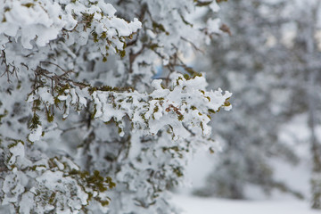 Pine tree branches.