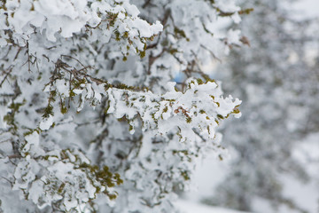 Pine tree branches.