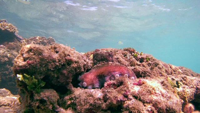 Cyane's octopus (Octopus cyanea) sits on a rock by changing its color (bottom view), Indian Ocean, Hikkaduwa, Sri Lanka, South Asia
