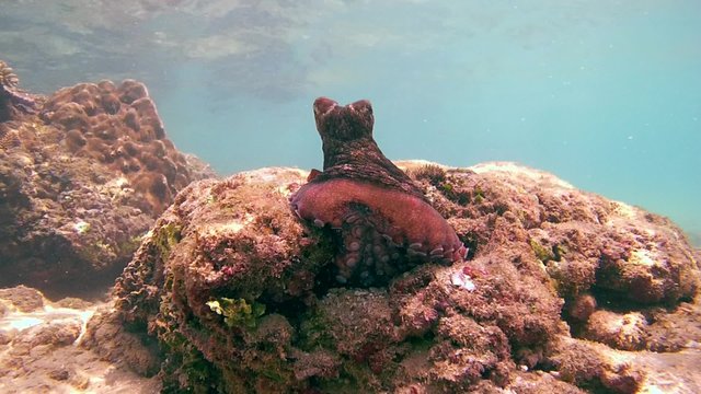 curious red octopus sits on a rock next to his rocking shelter during, Indian Ocean, Hikkaduwa, Sri Lanka, South Asia
