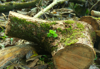Fototapeta premium Young parasitic plant still thriving on a felled tree