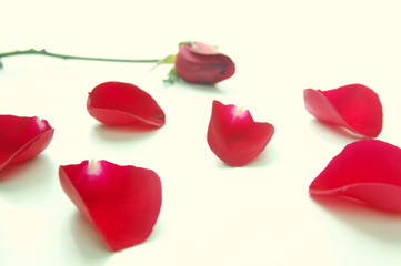 Loose rose petals scattered on white surface with a stalk of rose in the background