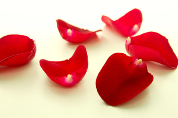 Loose red rose petals scattered on white surface
