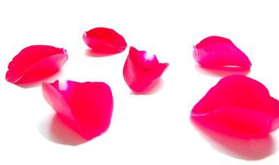 Loose red rose petals scattered on white surface with intentional overexposure