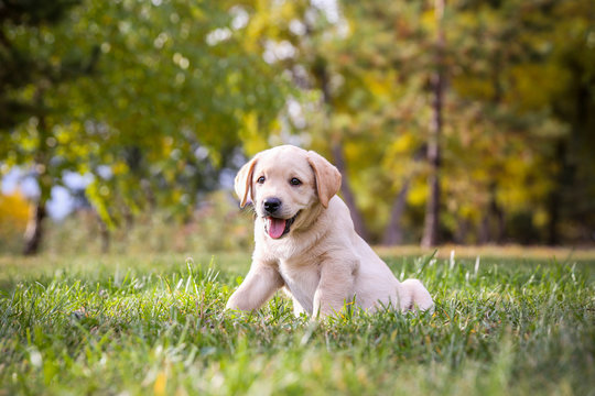 Puppy Labrador