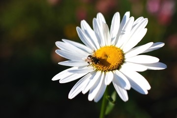 Fototapeta premium daisy flower