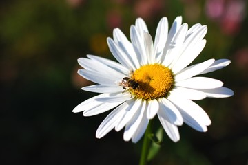 daisy flower