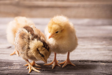 little yellow kid chick standing on wooden background