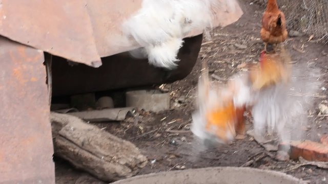 a fight between two roosters in the barnyard. the concept farm, poultry farm, rural life