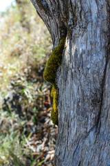 Obraz premium Moss growing on tree in summer time.