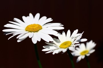 daisy flower
