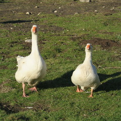 two white house geese in spring in the meadow