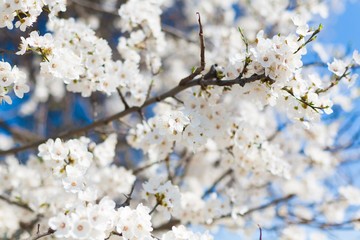 cherry tree flower