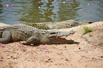 Crocodile in Vietnam