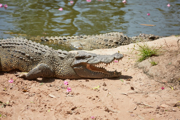 Crocodile in Vietnam