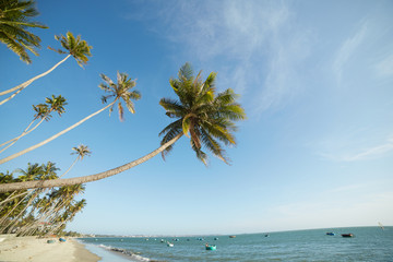 landscapes with palm trees in Vietnam