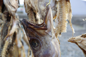 Stockfisch in Island 