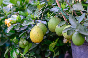 Organic yellow lemon on tree.