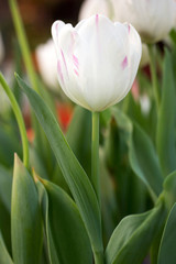 White tulip flower
