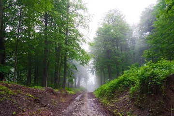 Fototapeta premium Forest day summer