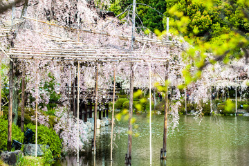  The perspective view of kyoto stree view as background in the s