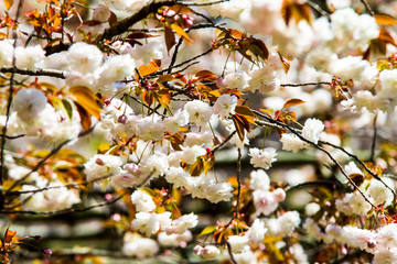  The perspective view of kyoto stree view as background in the s