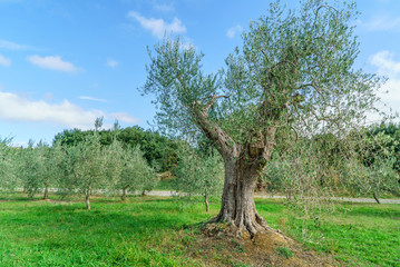 Fototapeta premium olive tree