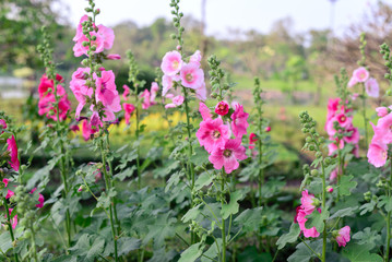 Beautiful pink hollyhock flowers in garden.