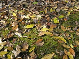 a lot of leaves