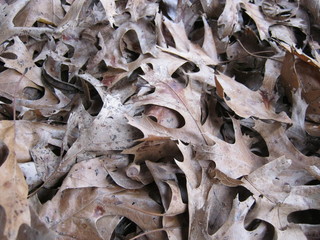 A lot of leaves are collected. 