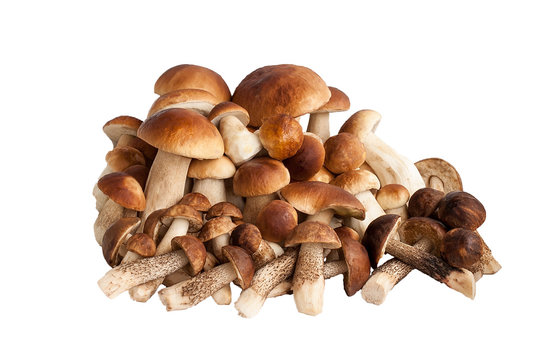 It is a lot of pure mushrooms
