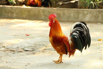 Thai cock
