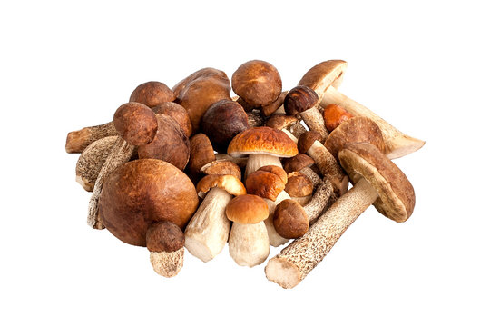 Heap of pure different autumn mushrooms