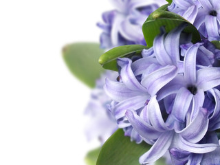 Blue flower. Hyacinth 