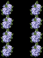 Blue flower. Hyacinth 