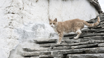 Gatto sul trullo